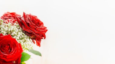 Güneş ışığı kırmızı gül