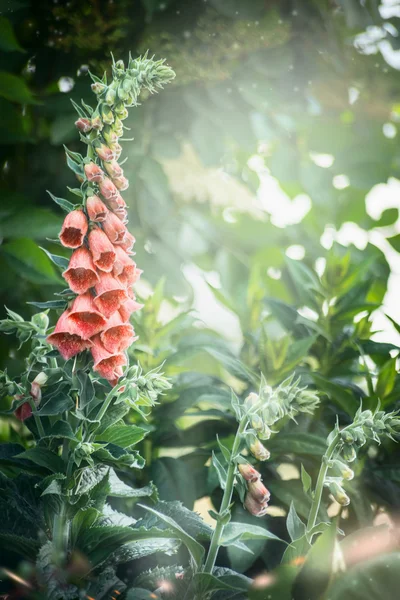 Fingerborgsblomma blommor i trädgården — Stockfoto