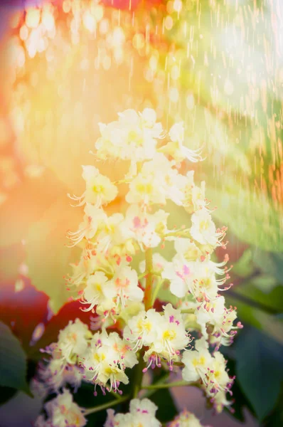 Castagno fiorito — Foto Stock