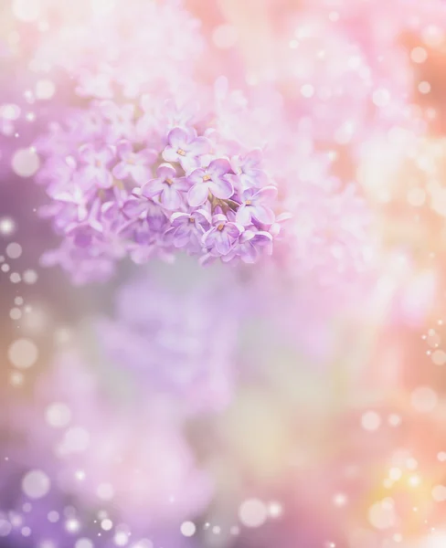 Lilac flowers in garden — Stock Photo, Image