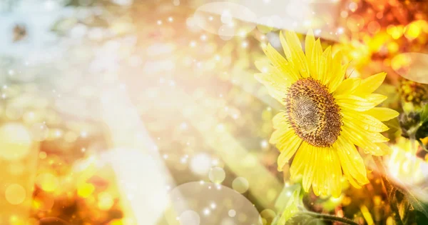 Girasol en jardín soleado —  Fotos de Stock