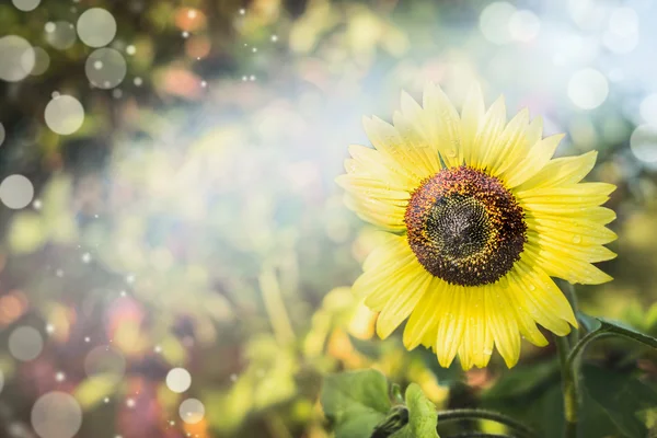 Sonnenblume im sonnigen Garten — Stockfoto