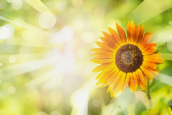 Sonnenblume im sonnigen Garten — Stockfoto