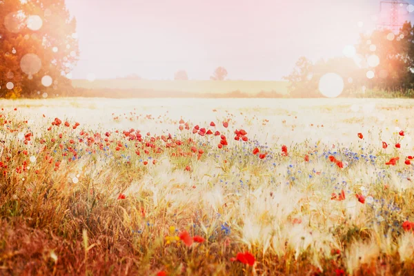 Bellissimo campo di papavero — Foto Stock