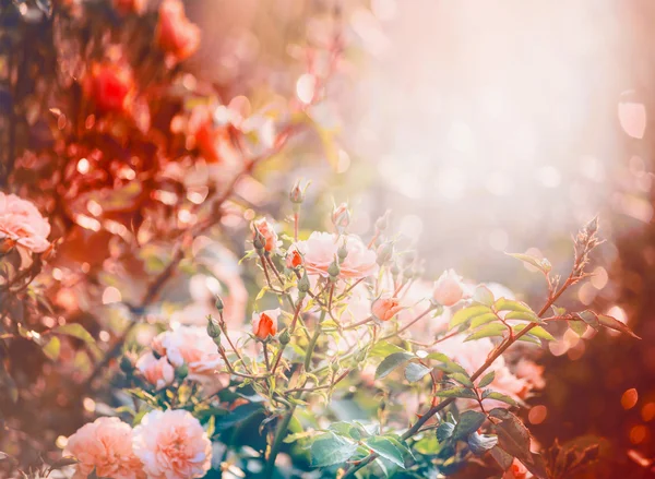 Roze bleke rozen bush — Stockfoto