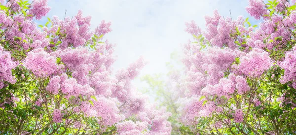 Lila bloemen in de tuin — Stockfoto