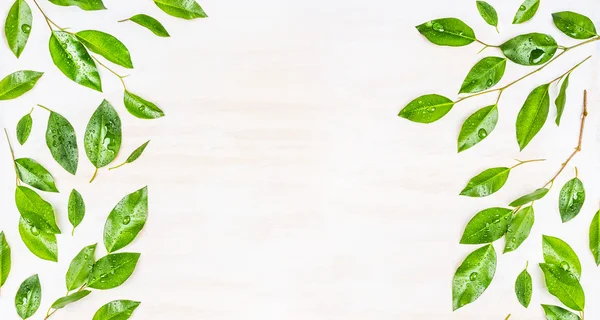 Green leaves with water drops — Stock Photo, Image