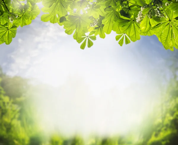 Летний пейзаж с зеленой листвой — стоковое фото