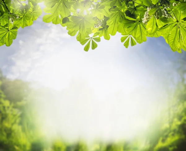 Zomer landschap met groene gebladerte — Stockfoto