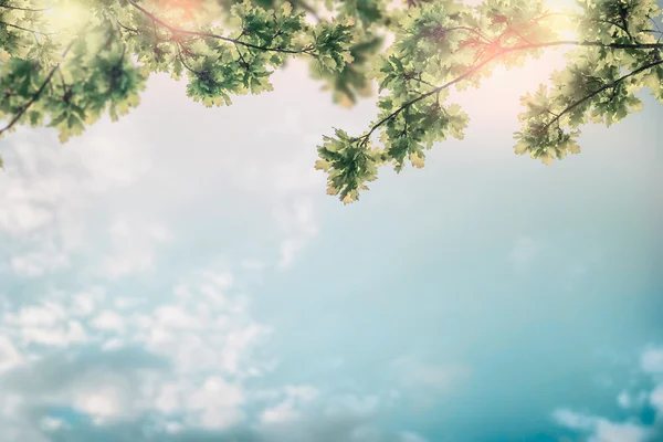 Beautiful foliage over sky — Stock Photo, Image