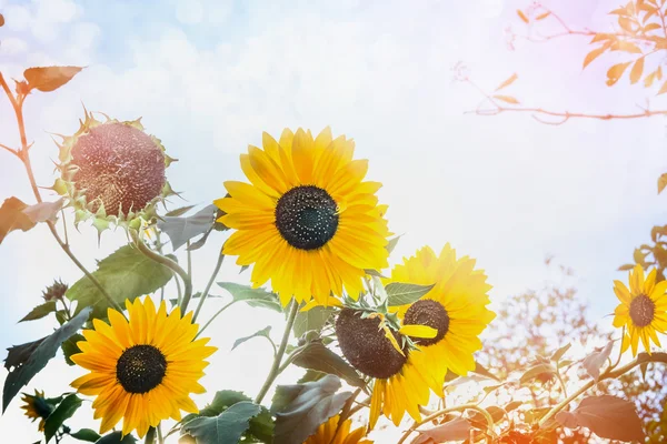 Girasoles en el jardín durante la puesta del sol —  Fotos de Stock