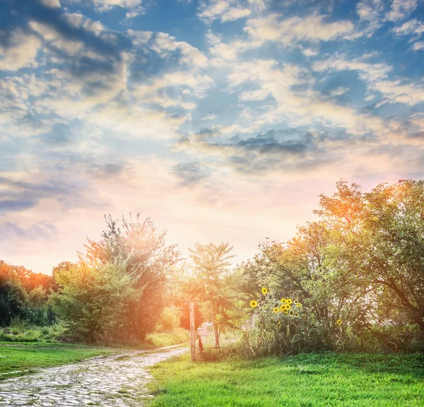 Słoneczniki i trawnik nad piękne niebo — Zdjęcie stockowe