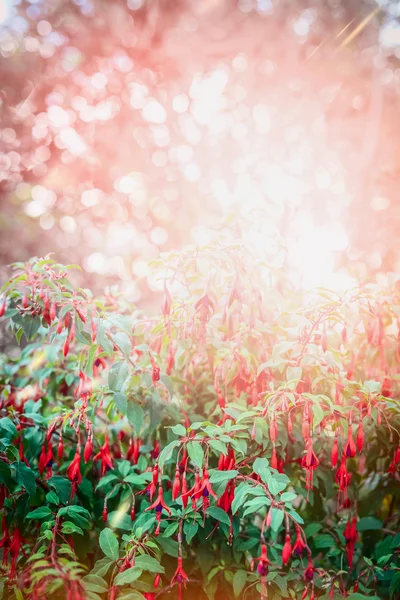 Pink Fuchsia flowers — Stock Photo, Image