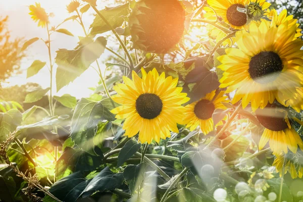 Sonnenblumen im Garten bei Sonnenschein — Stockfoto