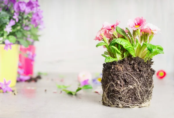 De bloemen van de pot van het decor voor planten — Stockfoto