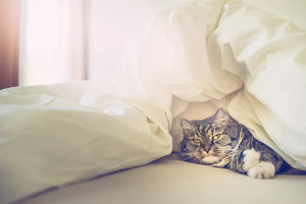 Cat lying in bed — Stock Photo, Image
