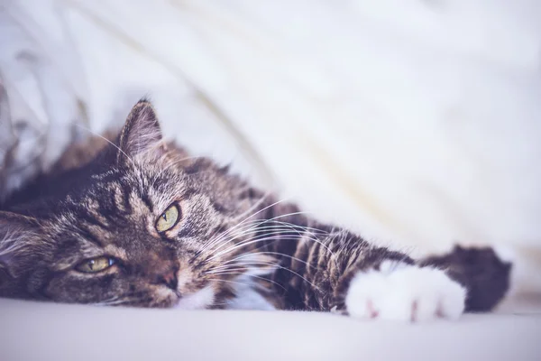 Gatto sdraiato a letto — Foto Stock