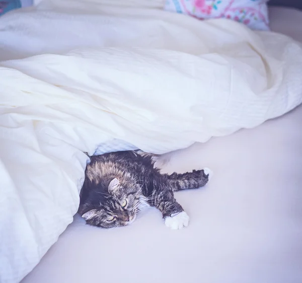 Katt liggande i sängen — Stockfoto