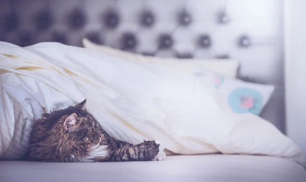 Chat couché au lit — Photo