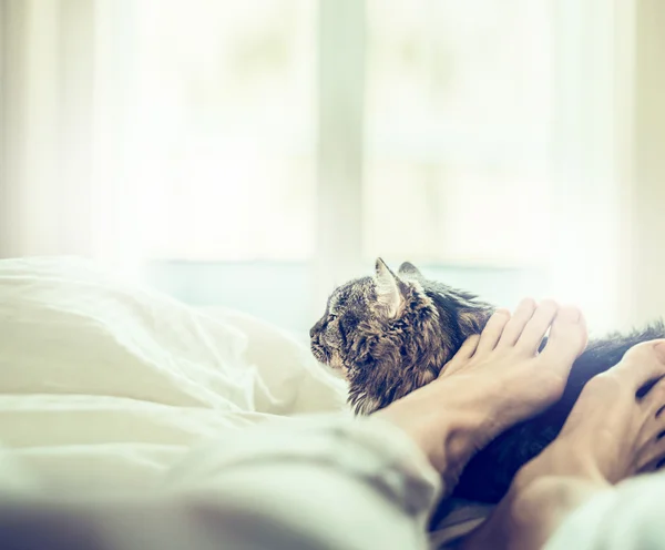 Cat by female feet in bed