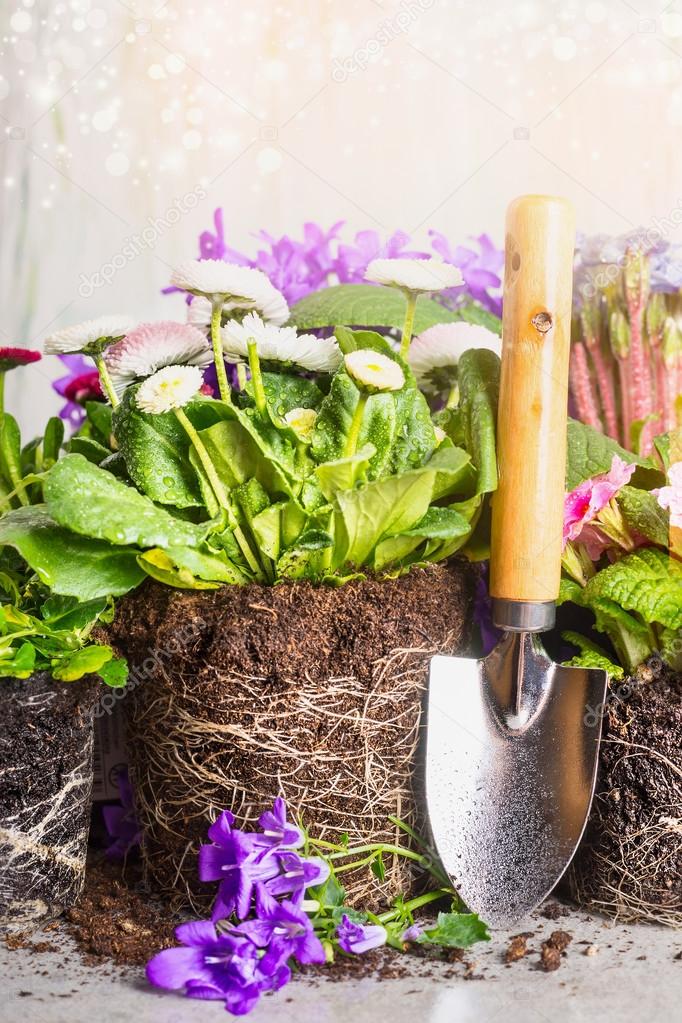 Garden shovel and planting flowers 