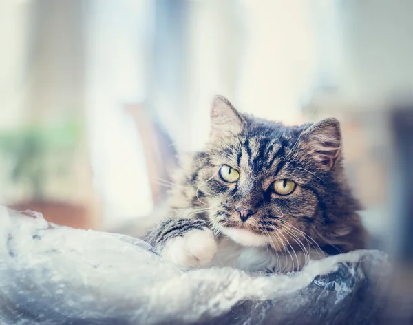 Vacker tamkatt — Stockfoto