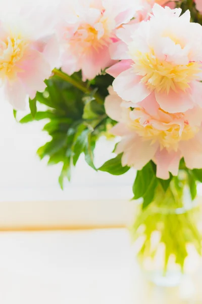 淡粉色牡丹 — 图库照片