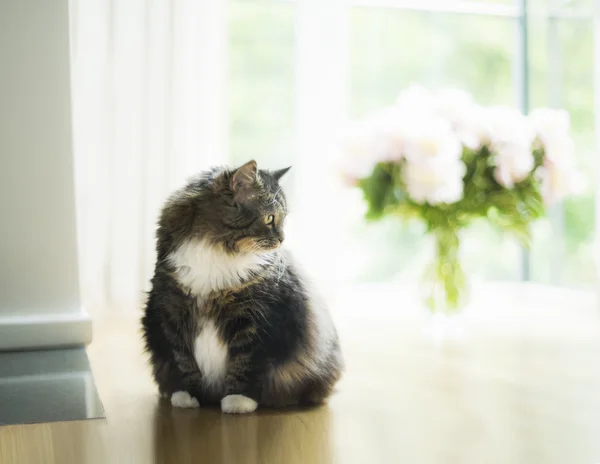 Beau chat domestique — Photo