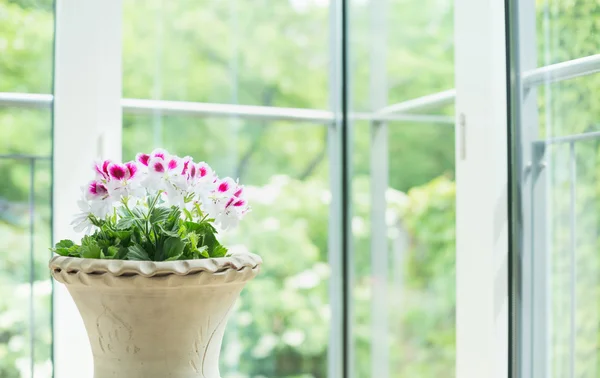 Olla con flores de geranio — Foto de Stock