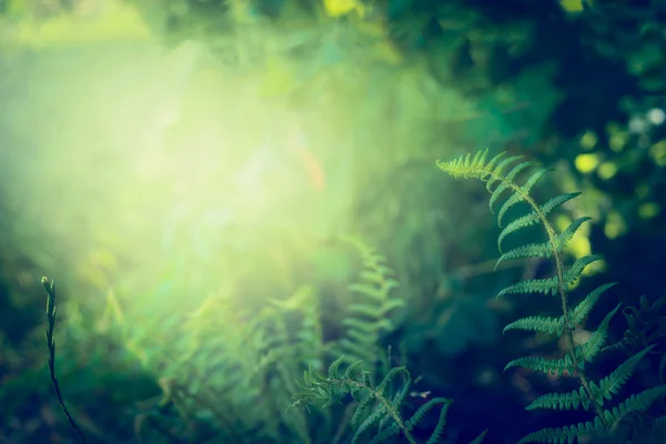 Ormbunksblad i regnskogen — Stockfoto