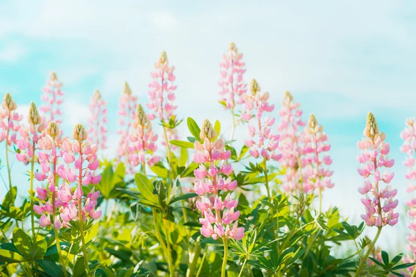 Красиві рожеві lupins — стокове фото