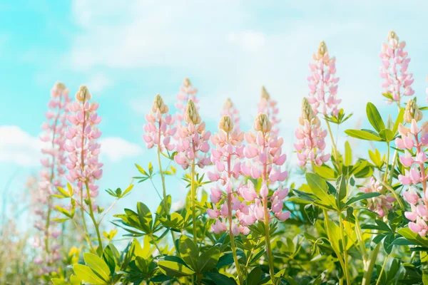 Belos lupins cor de rosa — Fotografia de Stock