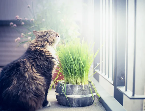 Domestic cat eating grass