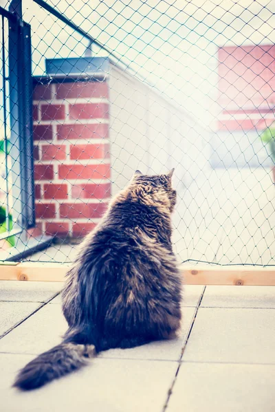 Inhemska katt sitter på balkong — Stockfoto
