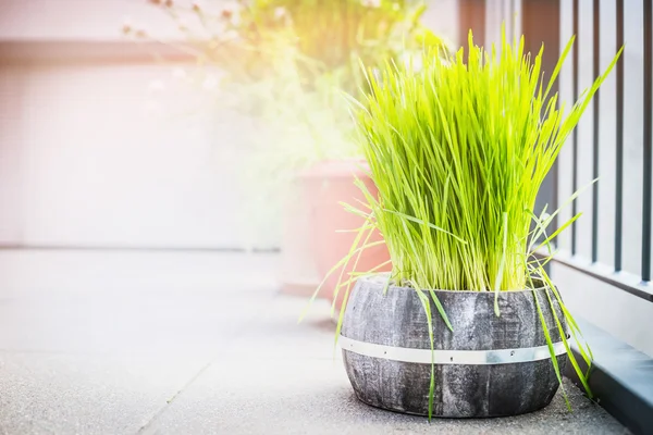 Gras voor kat in pot — Stockfoto