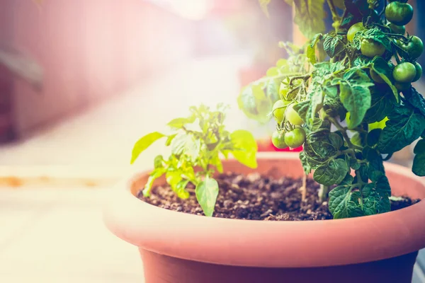 Kweken van biologische groenten — Stockfoto