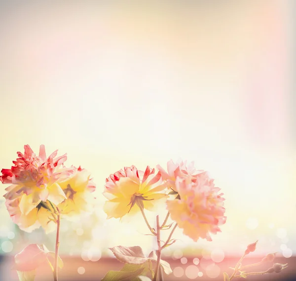 Pembe ve sarı güller — Stok fotoğraf