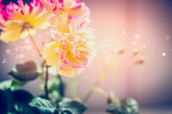 Rosa und gelbe Rosen — Stockfoto