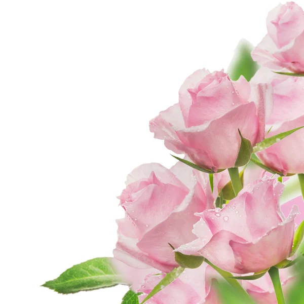 Розовые розы кучу, изолированные на белом фоне — стоковое фото