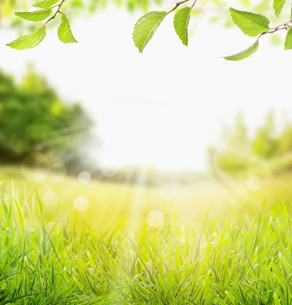 Primavera verão natureza fundo com grama, árvores ramo com folhas verdes e raios de sol com bokeh — Fotografia de Stock