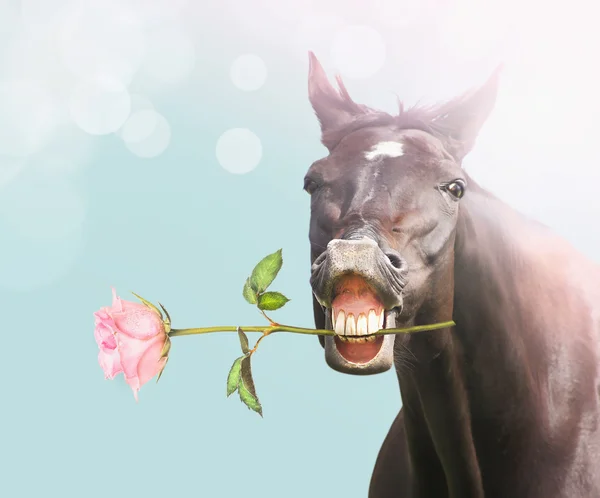 Sorriso Cavallo con rosa rosa su sfondo blu bokeh, biglietto da visita — Foto Stock