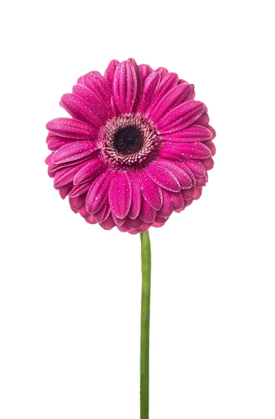 Gerbera rosa com gotas de água em pétalas, isolado no fundo branco — Fotografia de Stock