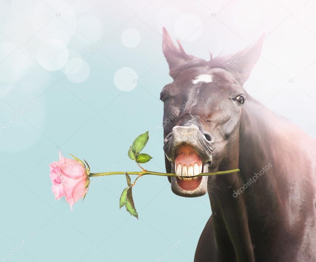 Smile Horse with pink rose on blue bokeh background, holiday card