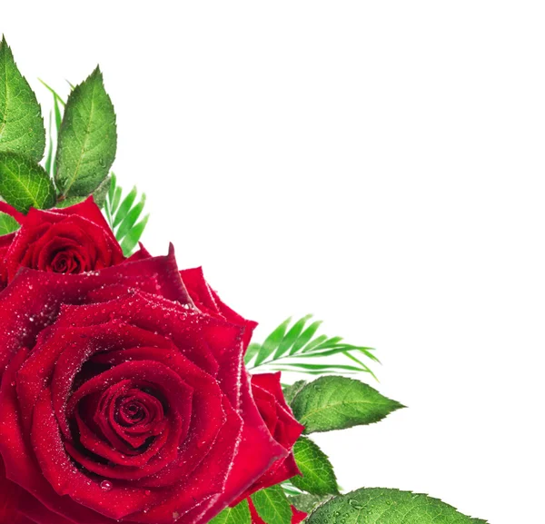 Red rose flower with green leaves on white background, corner border — Stock Photo, Image