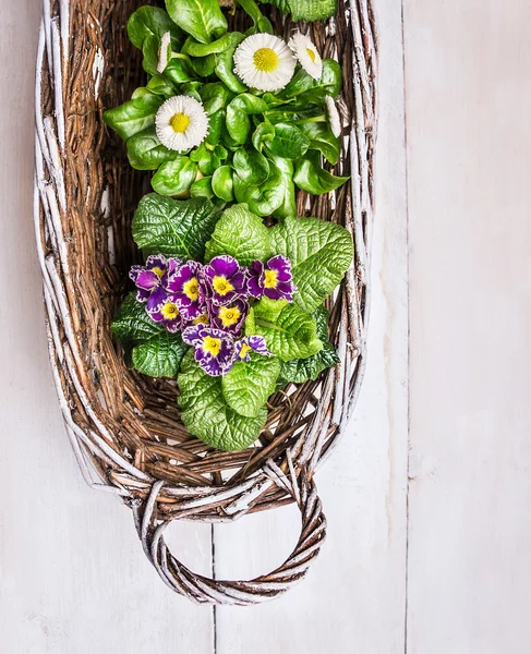 Lentebloemen in witte mand op oude houten achtergrond — Stockfoto