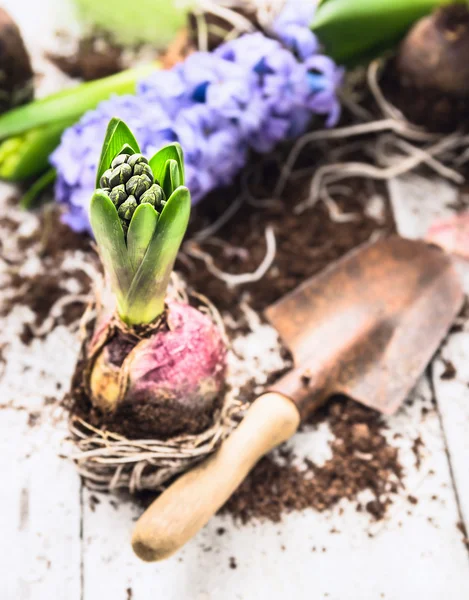 Bombillas de jacinto con raíces, tierra y pala vieja en mesa de jardín de madera blanca, jardinería de primavera —  Fotos de Stock