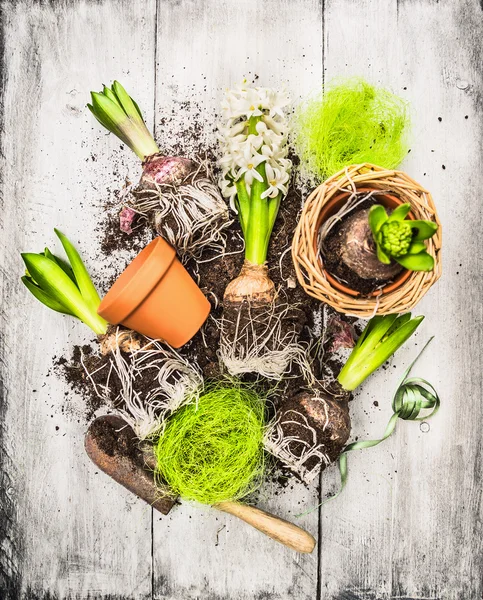 Bulbs and buds hyacinth garden shovel and flower pots on withe gray wooden background, spring gardening — Stock Photo, Image