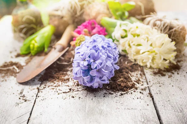 Witte en blauwe hyacinten met schop en aarde op witte houten tuinmeubelen, spring tuinieren — Stockfoto