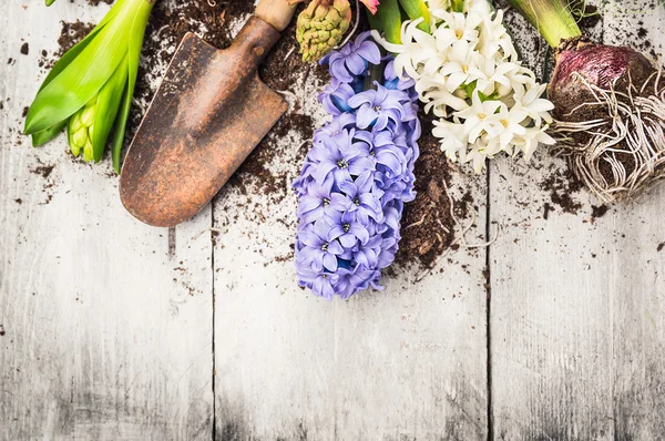 Spring gardening background with hyacinth flowers, bulbs, Tubers, shovel and soil on white wooden garden table