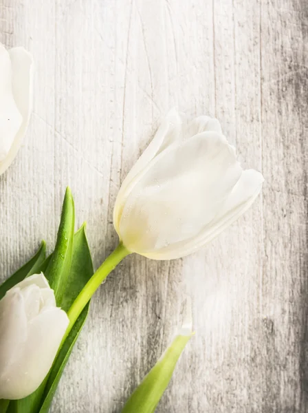 White tulip on old gray wooden background, spring card — Stock Photo, Image